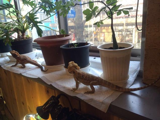 Illustration for article titled A Look Inside Japan's Reptile Cafes